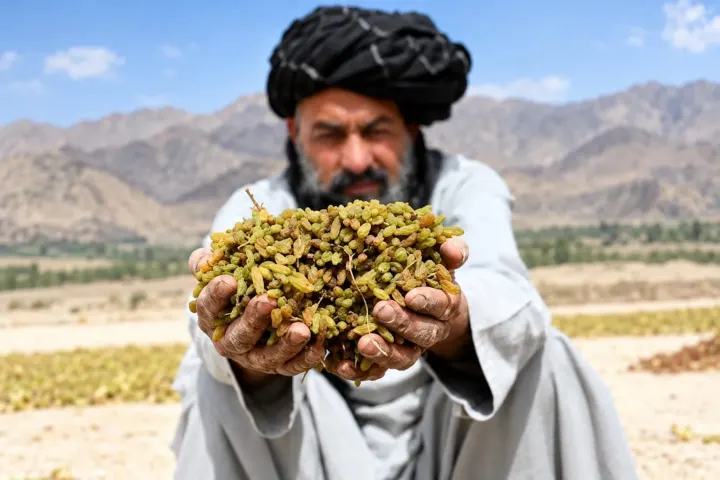 Afghan Grape Growers Face Losses And Raisin Glut Amid Falling Prices