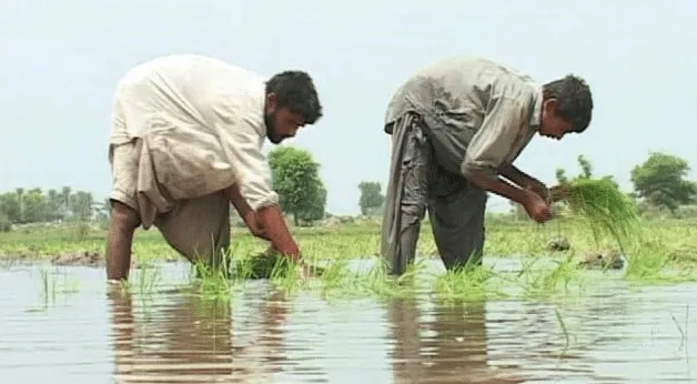 Pakistan Agriculture Financing Reaches Rs. 1.3 Trillion