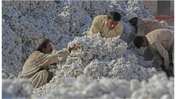 World Bank Warns of Drop in Pakistan Cotton Production for 2026-27