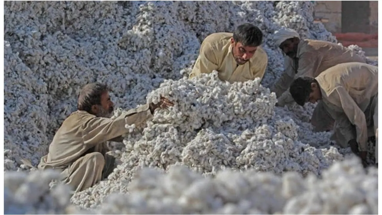 World Bank Warns of Drop in Pakistan Cotton Production for 2026-27