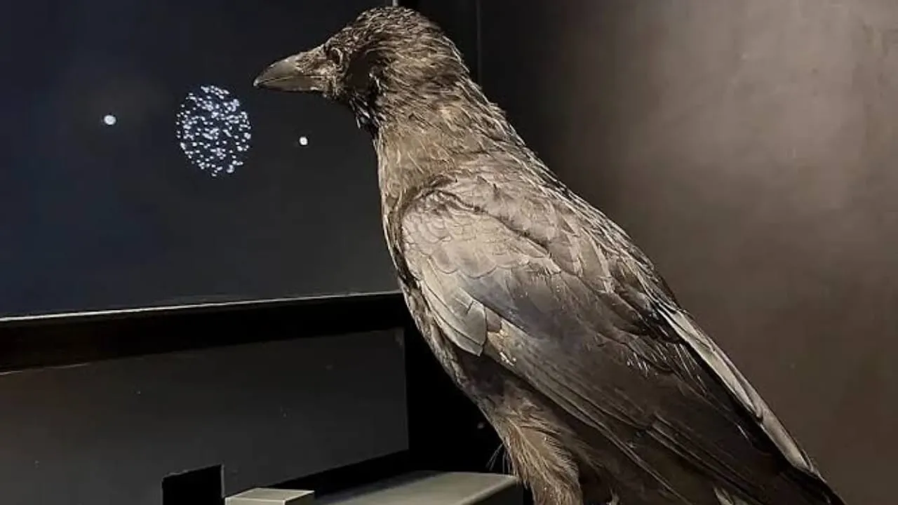 Crows Make Visual Choices Twice As Fast As Humans And Monkeys