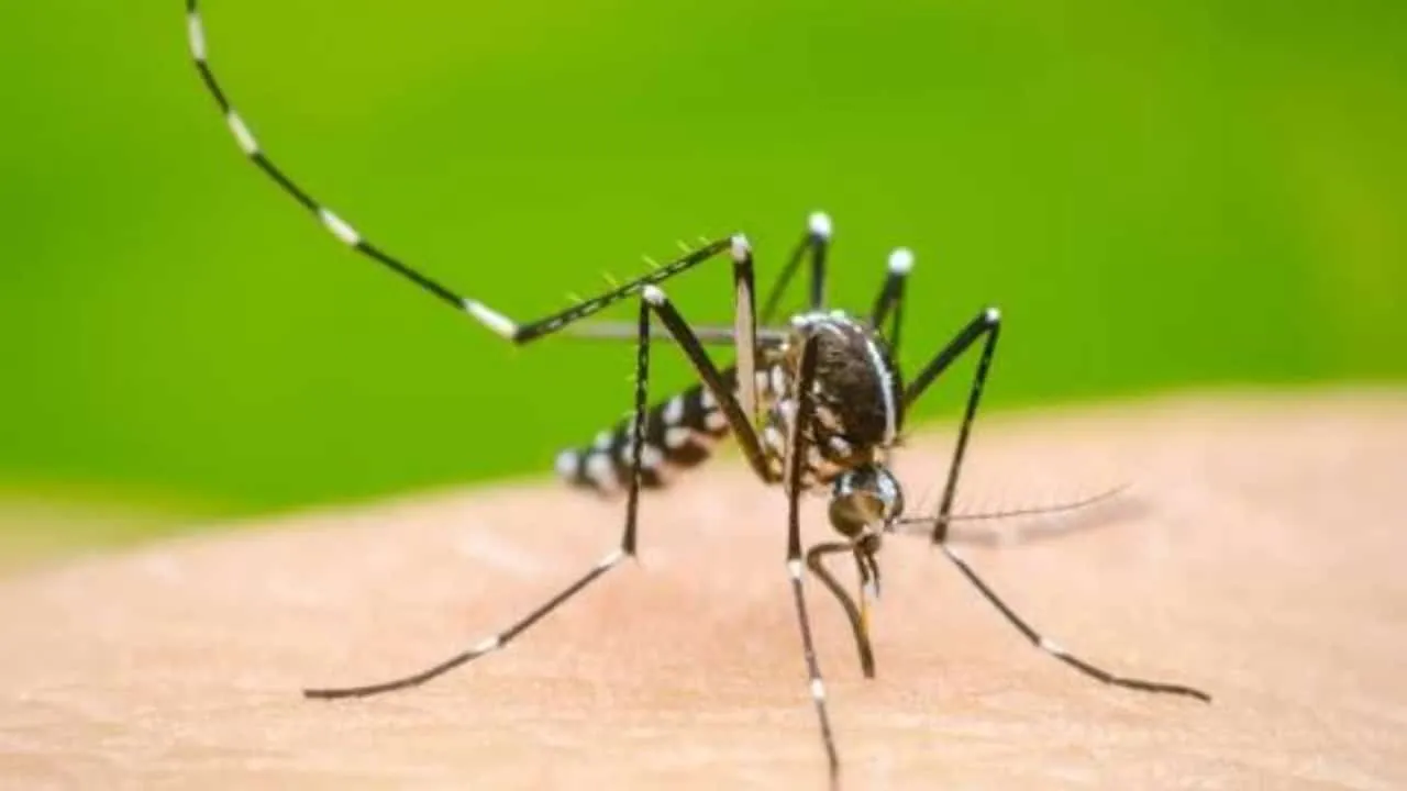 Khyber Pakhtunkhwa Faces Escalating Dengue Crisis With Thousands Infected