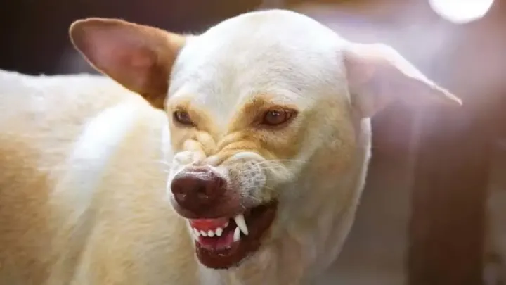 Karachi Mayor Urges Stronger Measures To Handle Stray Dog Problem