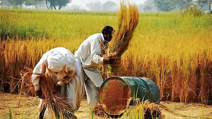 Kissan Ittehad Demands Agricultural Emergency And Better Wheat Pricing