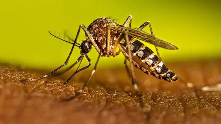 Khyber Pakhtunkhwa Records Peak Daily Dengue Count For 2026