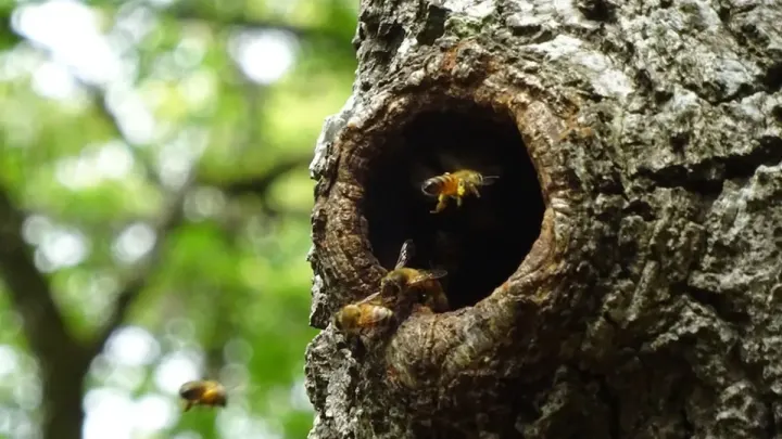 Multan High Court Directs Safeguards for Honeybees and Local Habitats