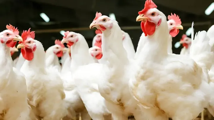 Pakistan Signs Deal With Denmark to Cut Antibiotic Use in Poultry
