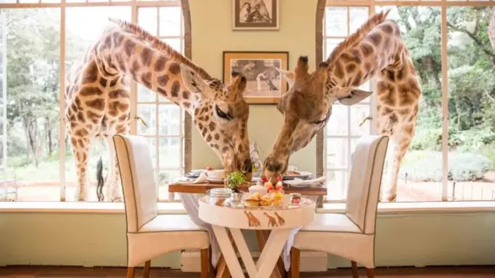 Nation's Initial Giraffe Café Launches at Lahore Safari Park