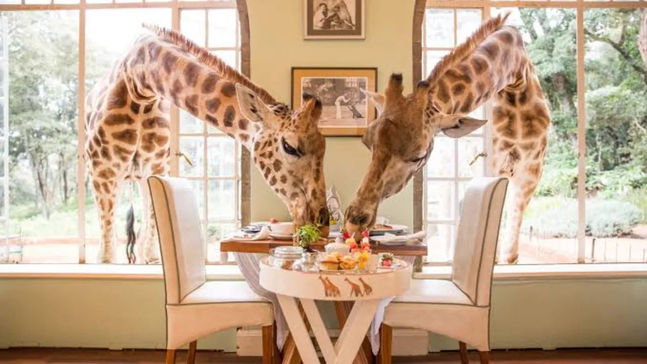 Nation's Initial Giraffe Café Launches at Lahore Safari Park