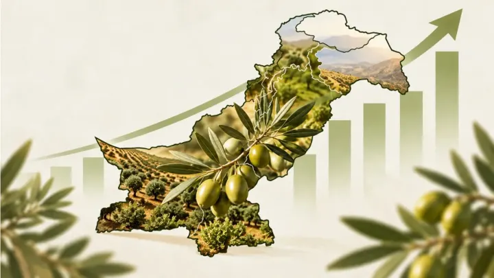 Pakistan Domestic Olive Oil Yield Projected to Hit 716 Tons This Year