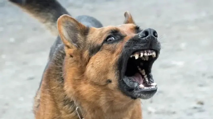 Rabies Fatalities in Sindh Reach 40 Following Karachi Hospital Death