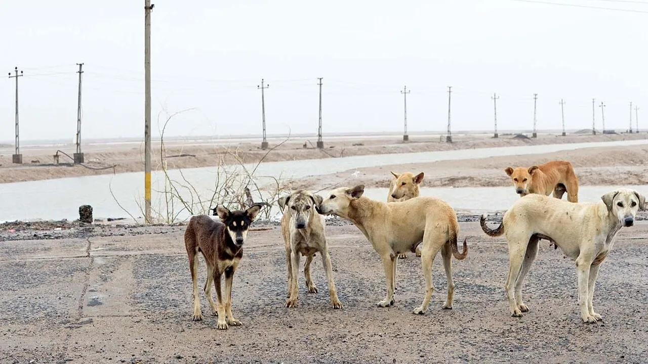 Rabies Claims Two More Lives in Sindh as Experts Demand Stray Dog Removal