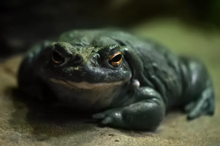 Fast-Acting Nasal Spray Made From Toad Venom Treats Resistant Depression