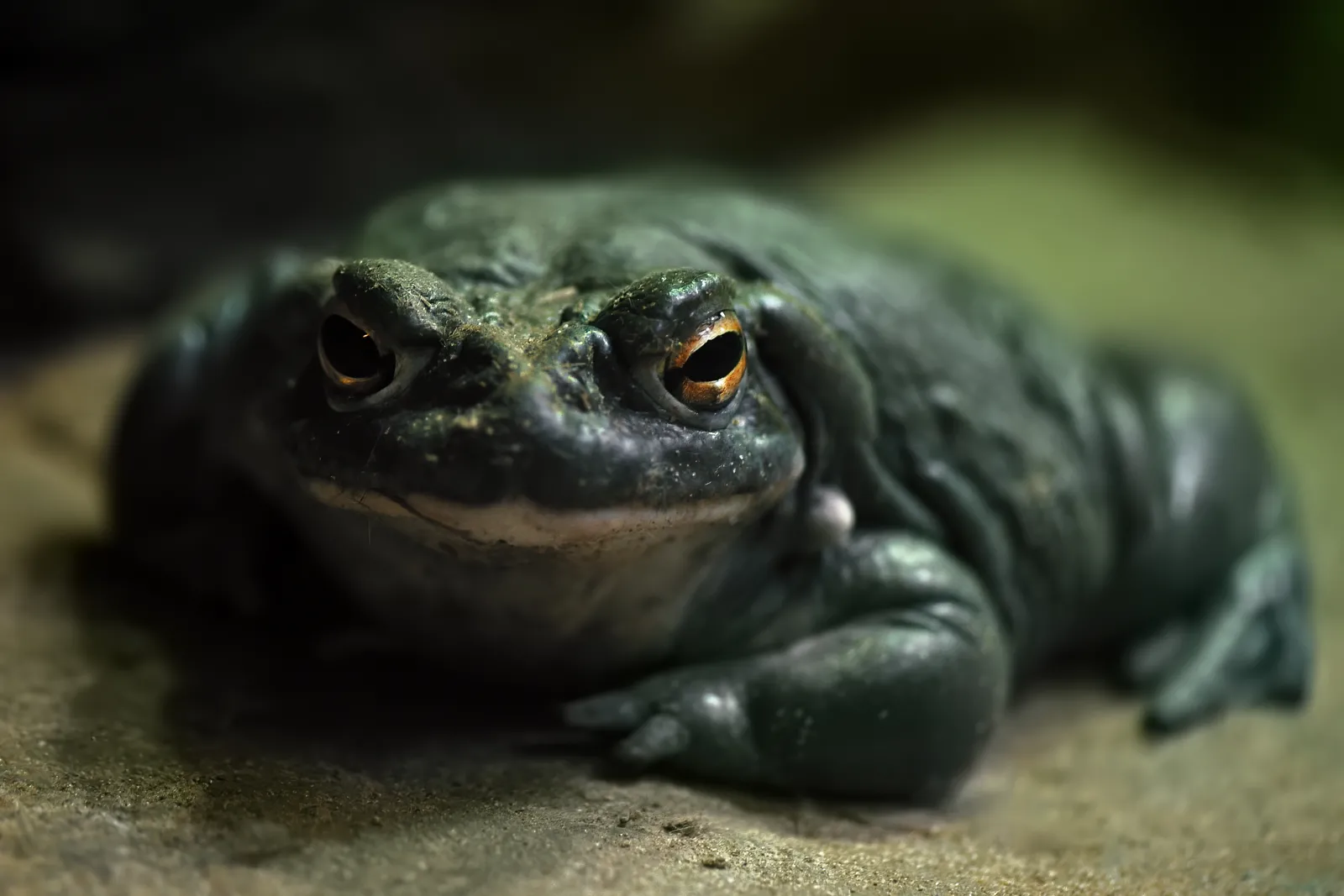 Fast-Acting Nasal Spray Made From Toad Venom Treats Resistant Depression