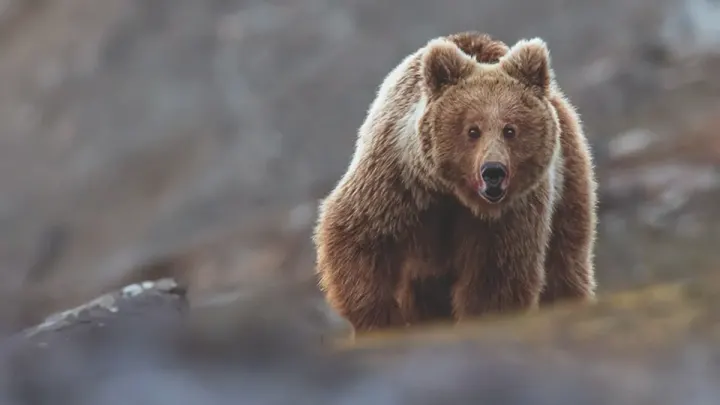 Safety Alert Issued Following Bear Attack in Tourist Area